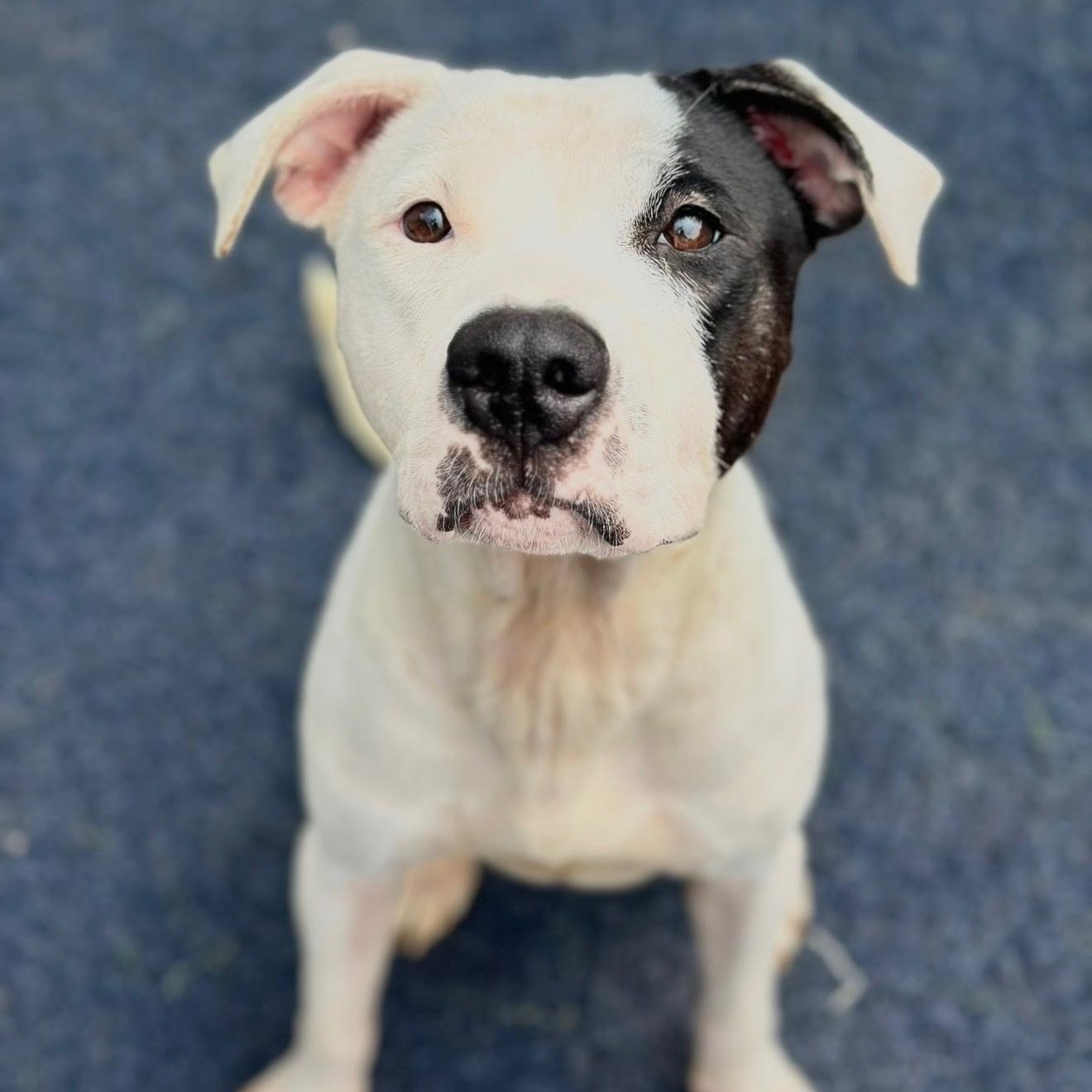 Irina, Adopted, Young Female American Bulldog.