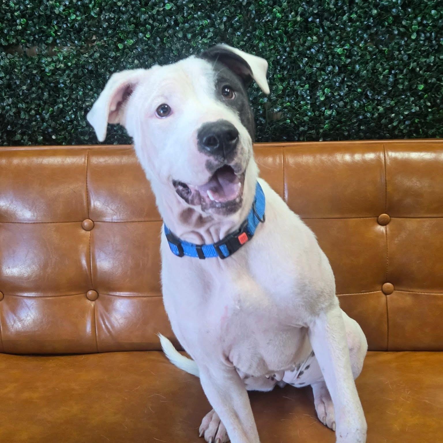 Irina, a ADOPTABLE mixed breed in Brentwood, TN image 1/2