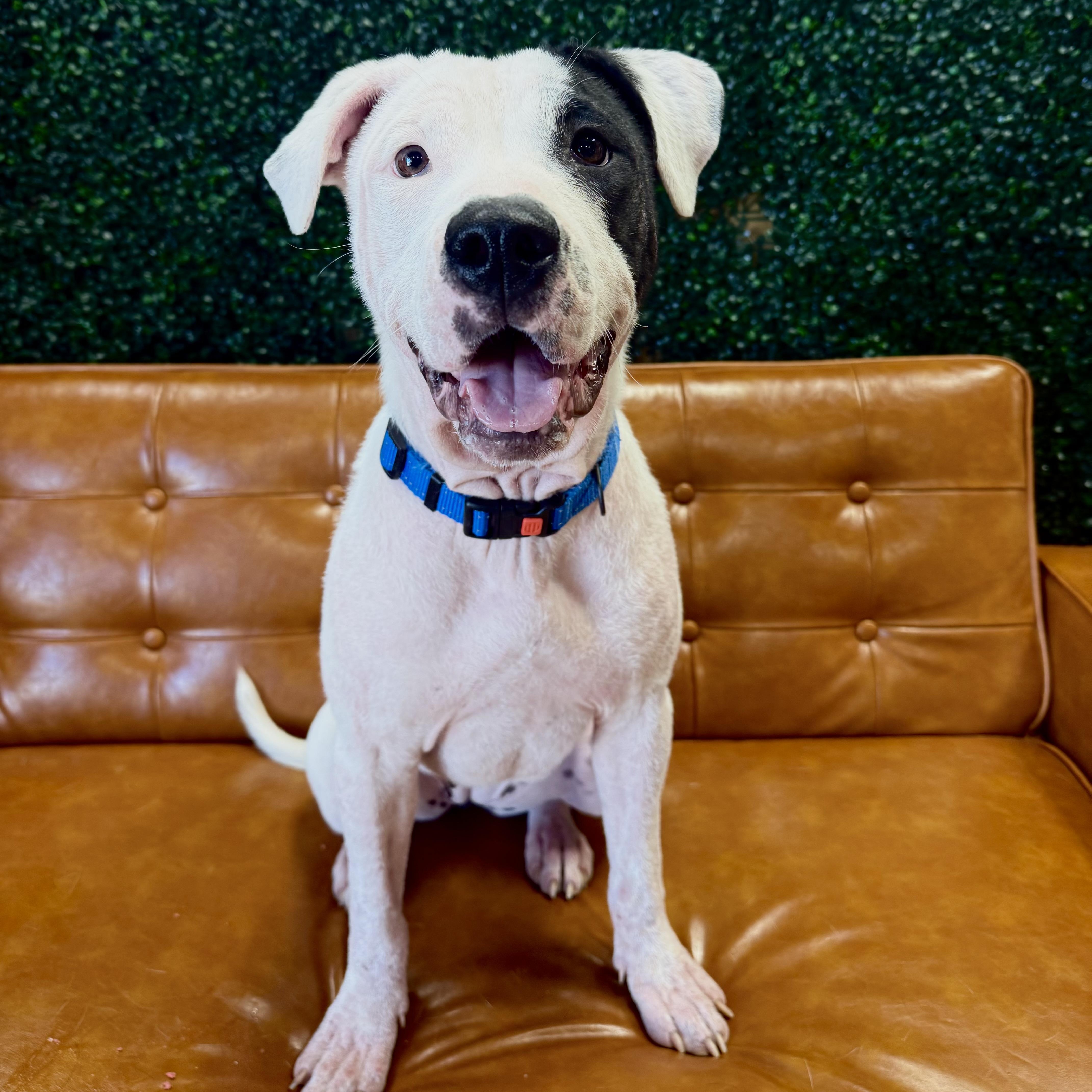 Irina, a ADOPTABLE mixed breed in Brentwood, TN image 2/2