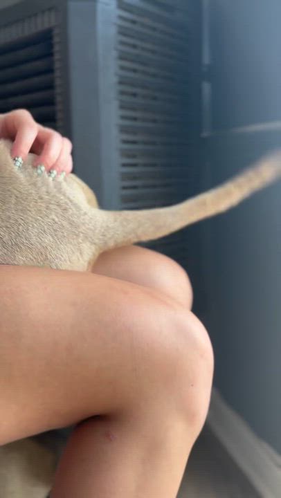 Enlarge Irina, a Adopted mixed breed in Brentwood, TN video 2/3