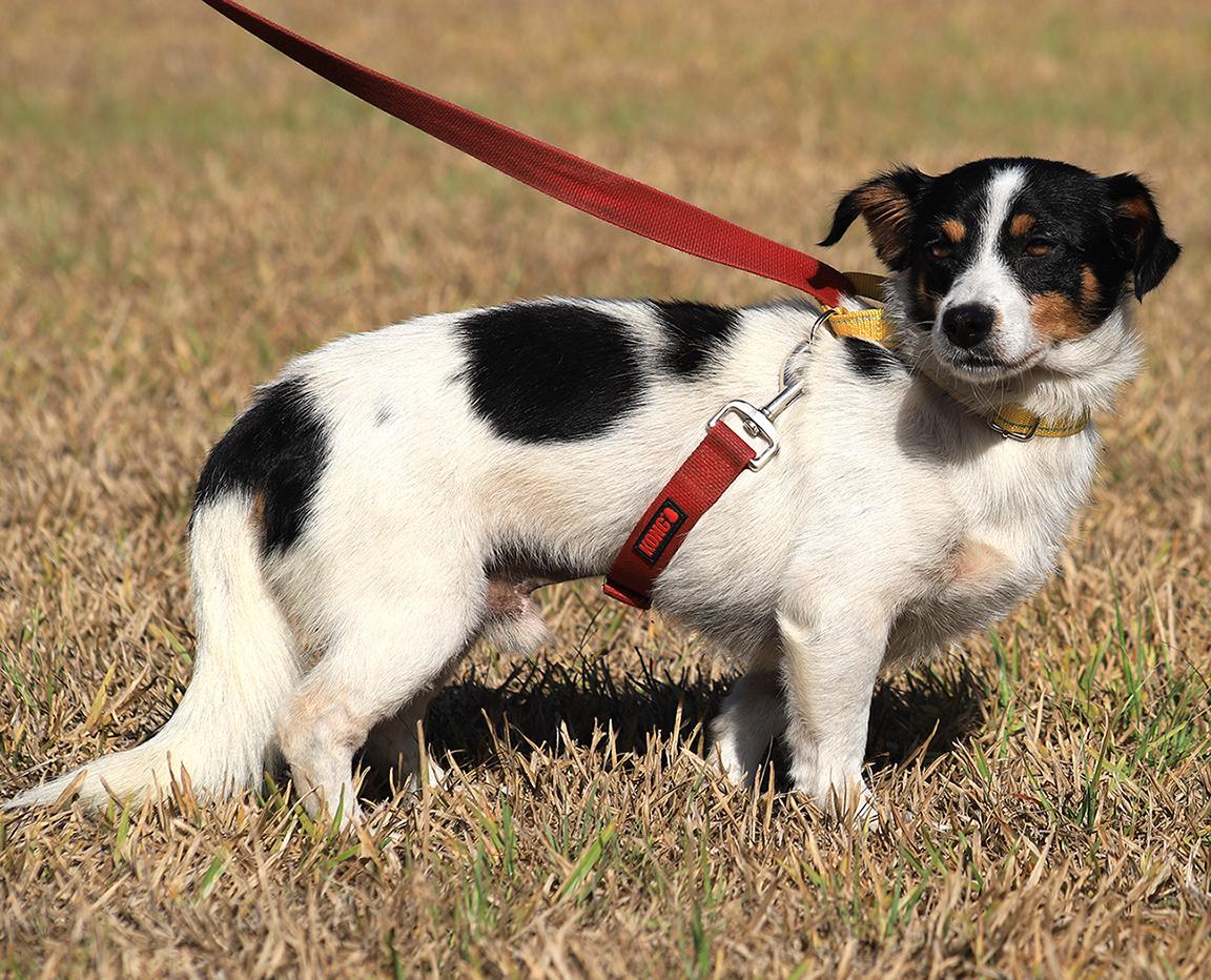 Dexter (Medical Hold H/W Treatment) photo 2