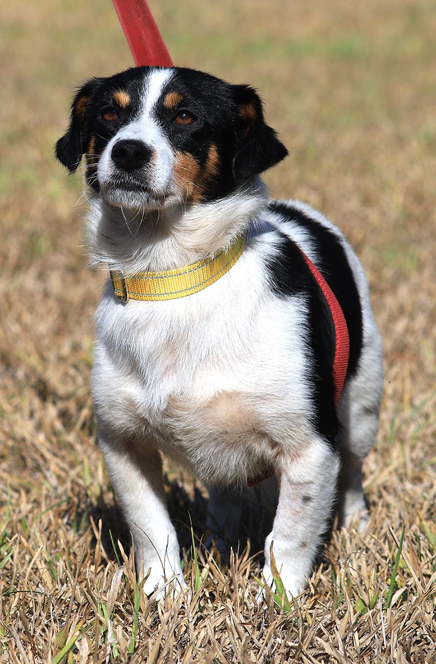 Dexter (Medical Hold H/W Treatment), Young Male Terrier