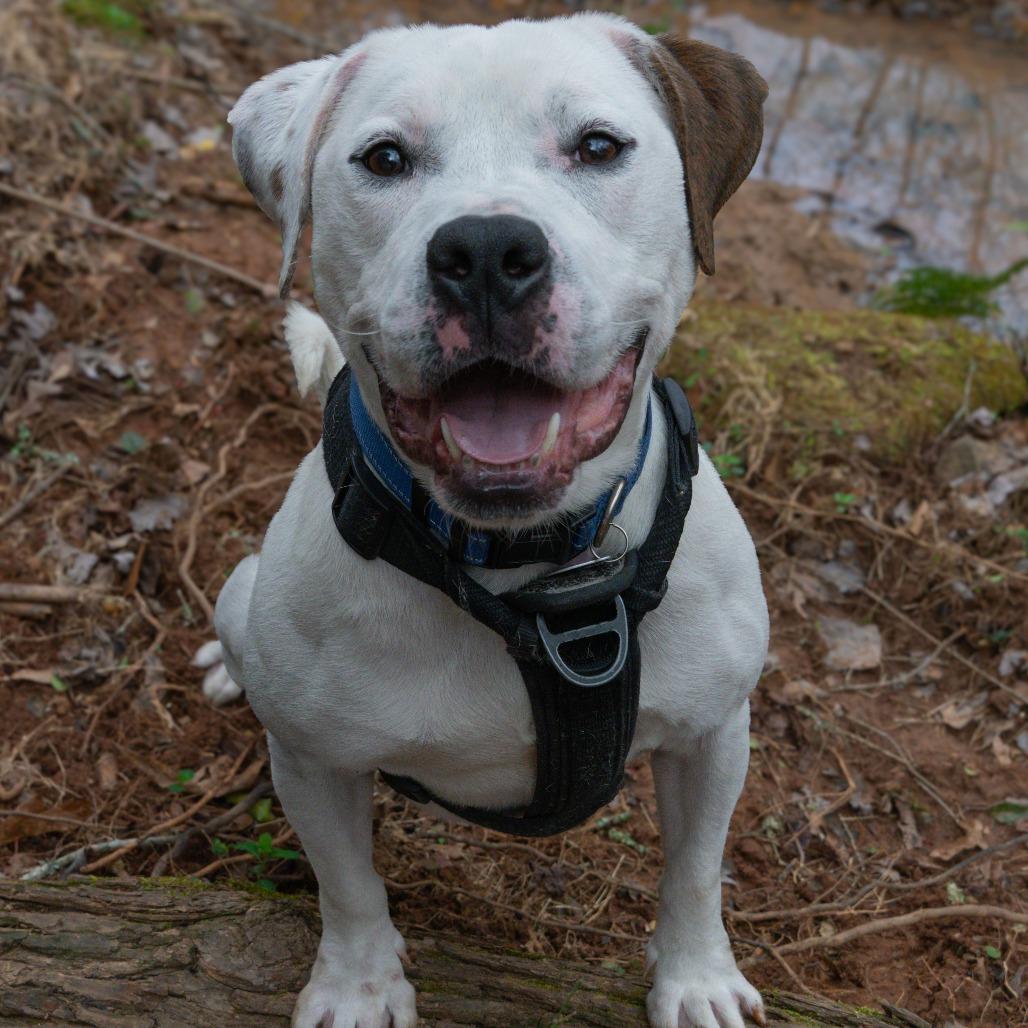Enlarge Cable, a Adoptable Mixed Breed in Decatur, GA image 1/6