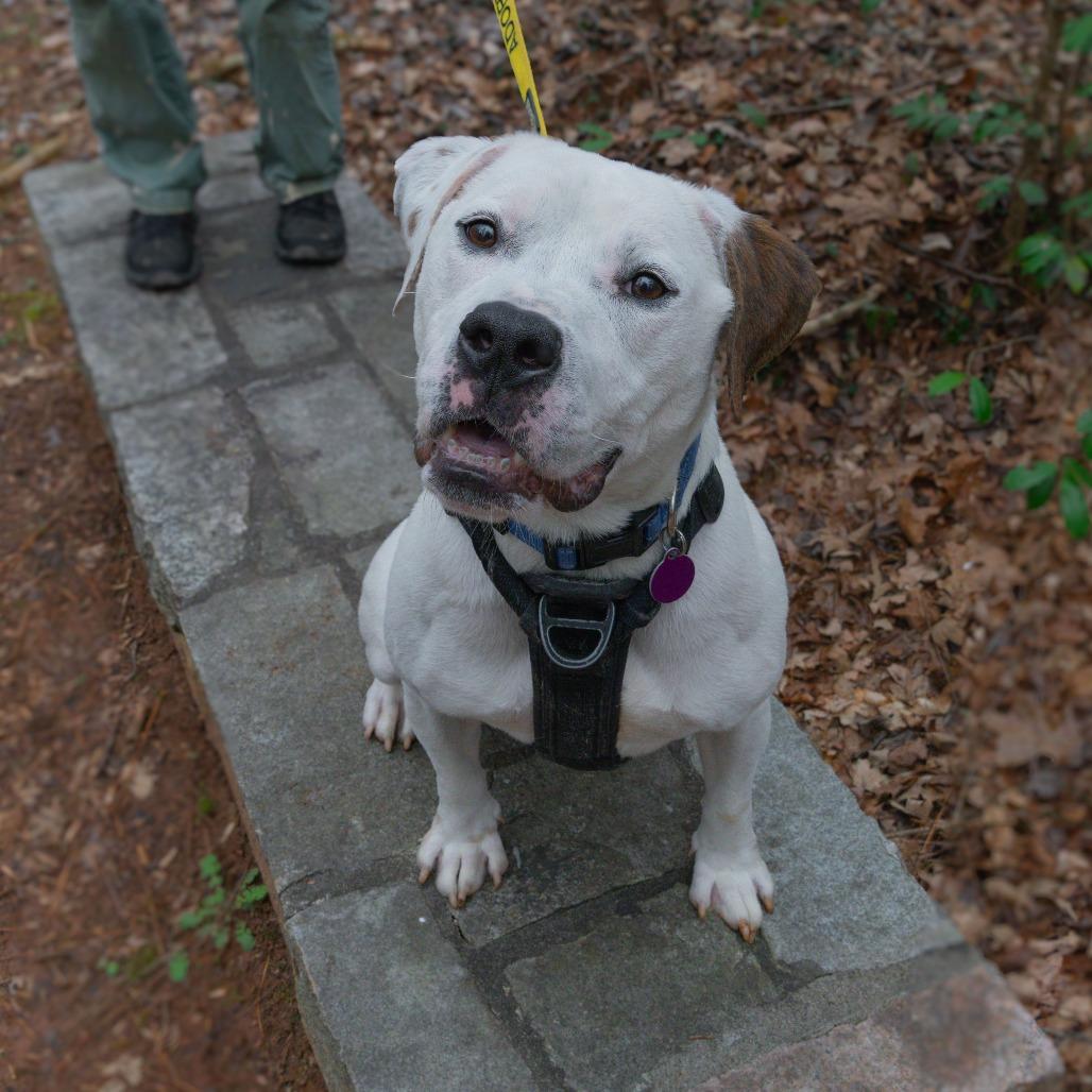 Enlarge Cable, a Adoptable Mixed Breed in Decatur, GA image 2/6