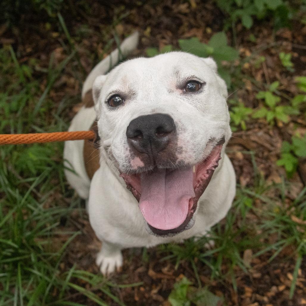 Enlarge Cable, a Adoptable Mixed Breed in Decatur, GA image 4/6