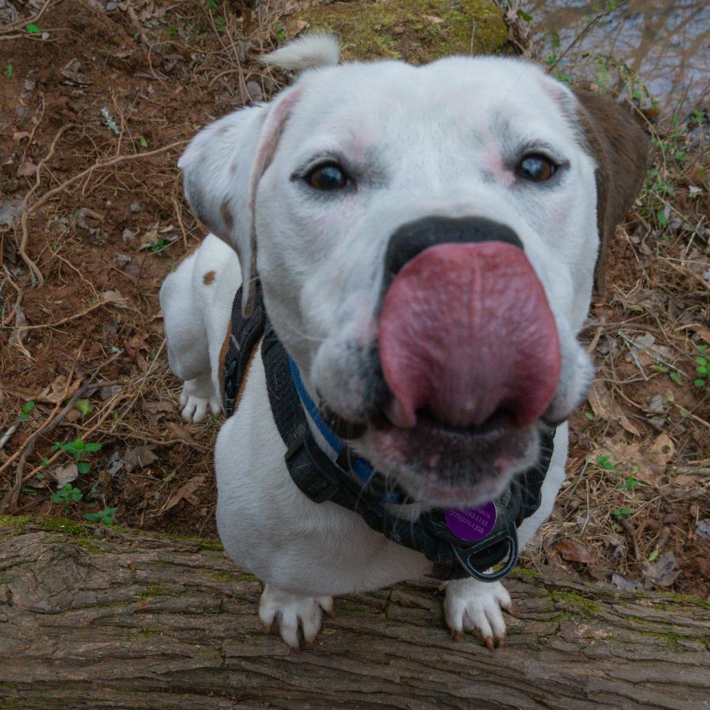 Enlarge Cable, a Adoptable Mixed Breed in Decatur, GA image 5/6