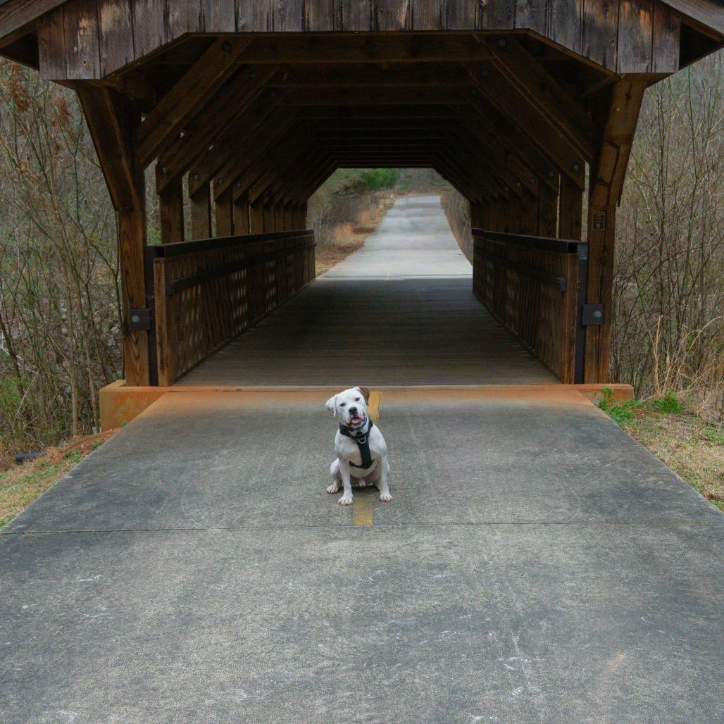 Enlarge Cable, a Adoptable Mixed Breed in Decatur, GA image 6/6