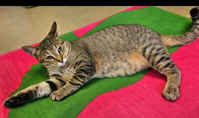 BART, Adoptable, Young Male Domestic Short Hair.
