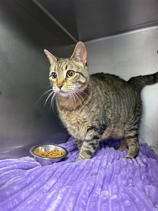 Beyonce, Adoptable, Adult Female Domestic Short Hair.