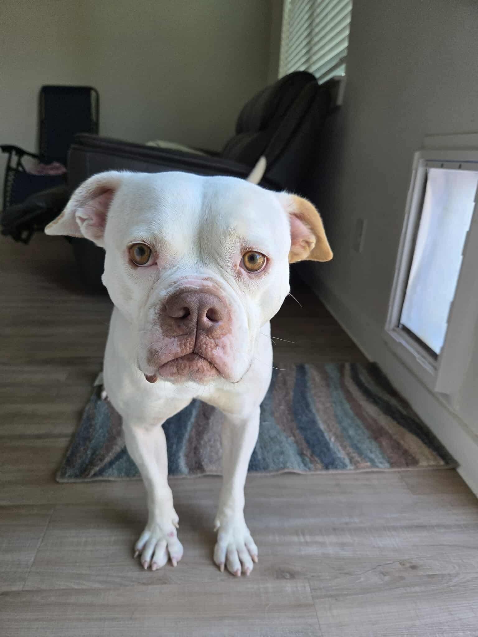 Coco, Adoptable, Adult Female American Bulldog & Boxer.