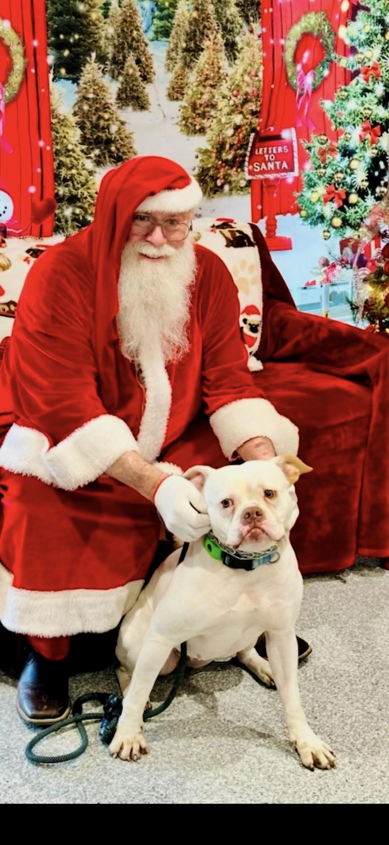 Coco, a Adoptable mixed breed in Dallas, TX image 2/3