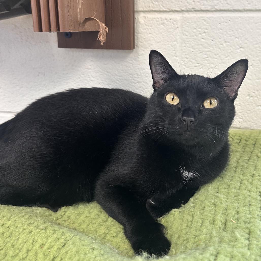 Enlarge Tanya, a Adoptable Domestic Short Hair in Rocky Mount, VA image 1/2