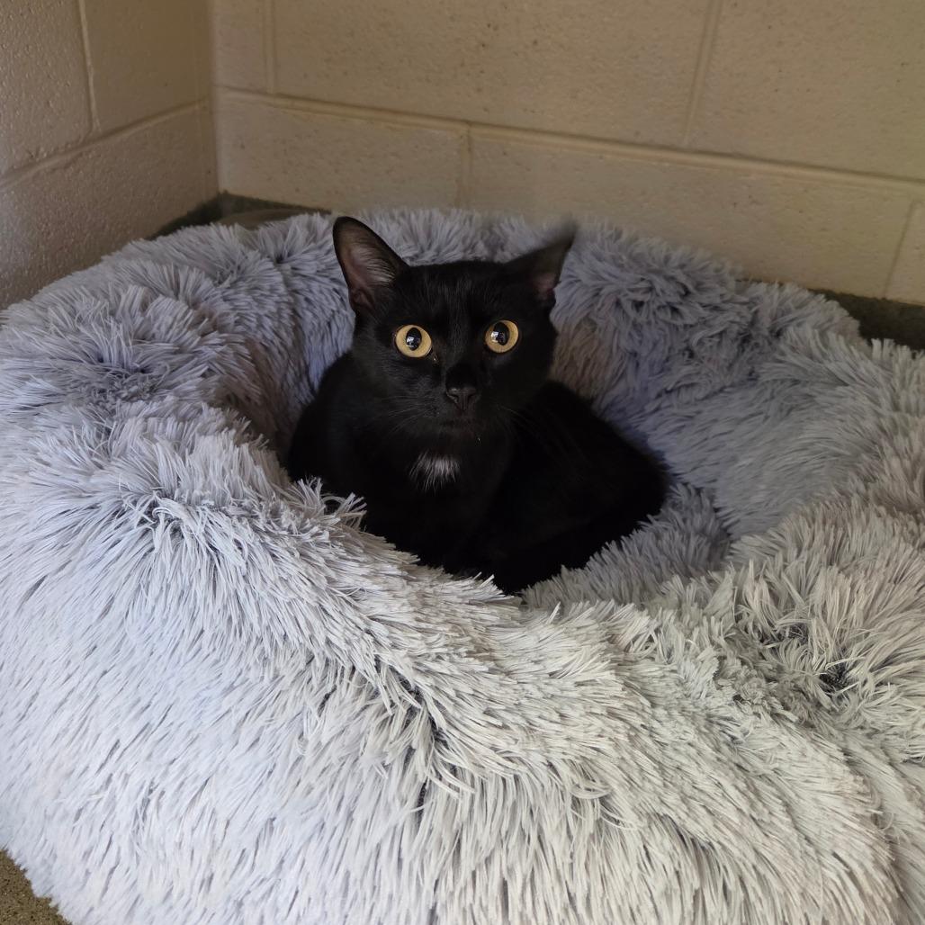 Enlarge Tanya, a Adoptable Domestic Short Hair in Rocky Mount, VA image 2/2