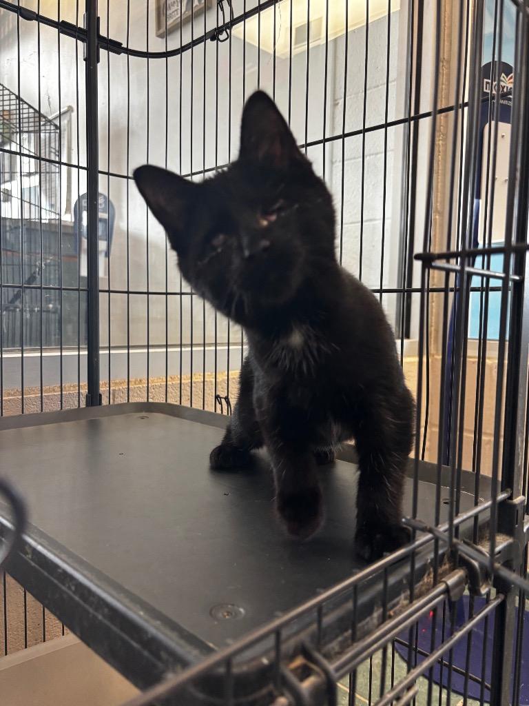 Colin Feral, Adoptable, Kitten Male Domestic Short Hair.