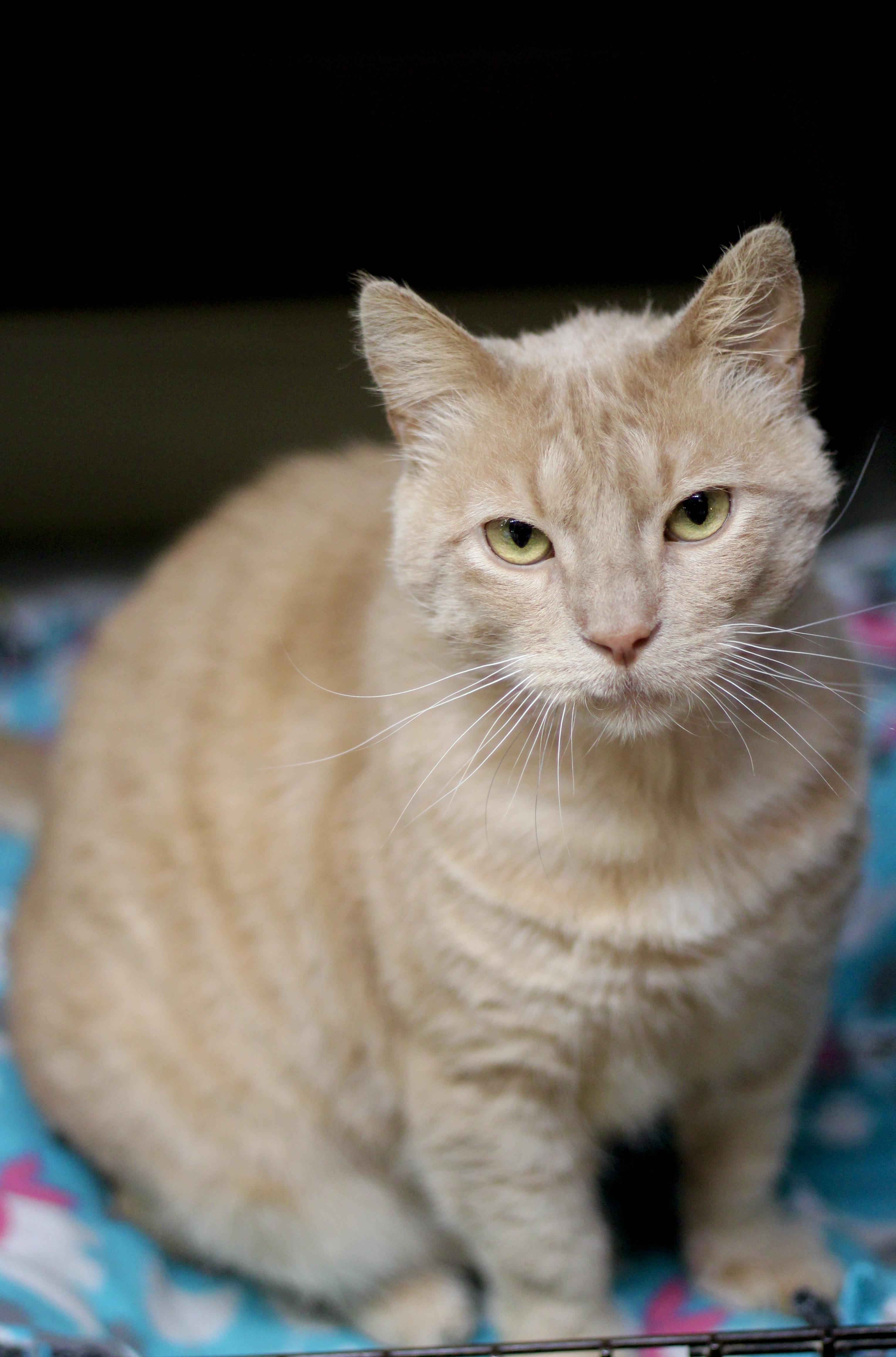 Enlarge Roman, a ADOPTABLE Domestic Short Hair in Avon, OH image 3/3