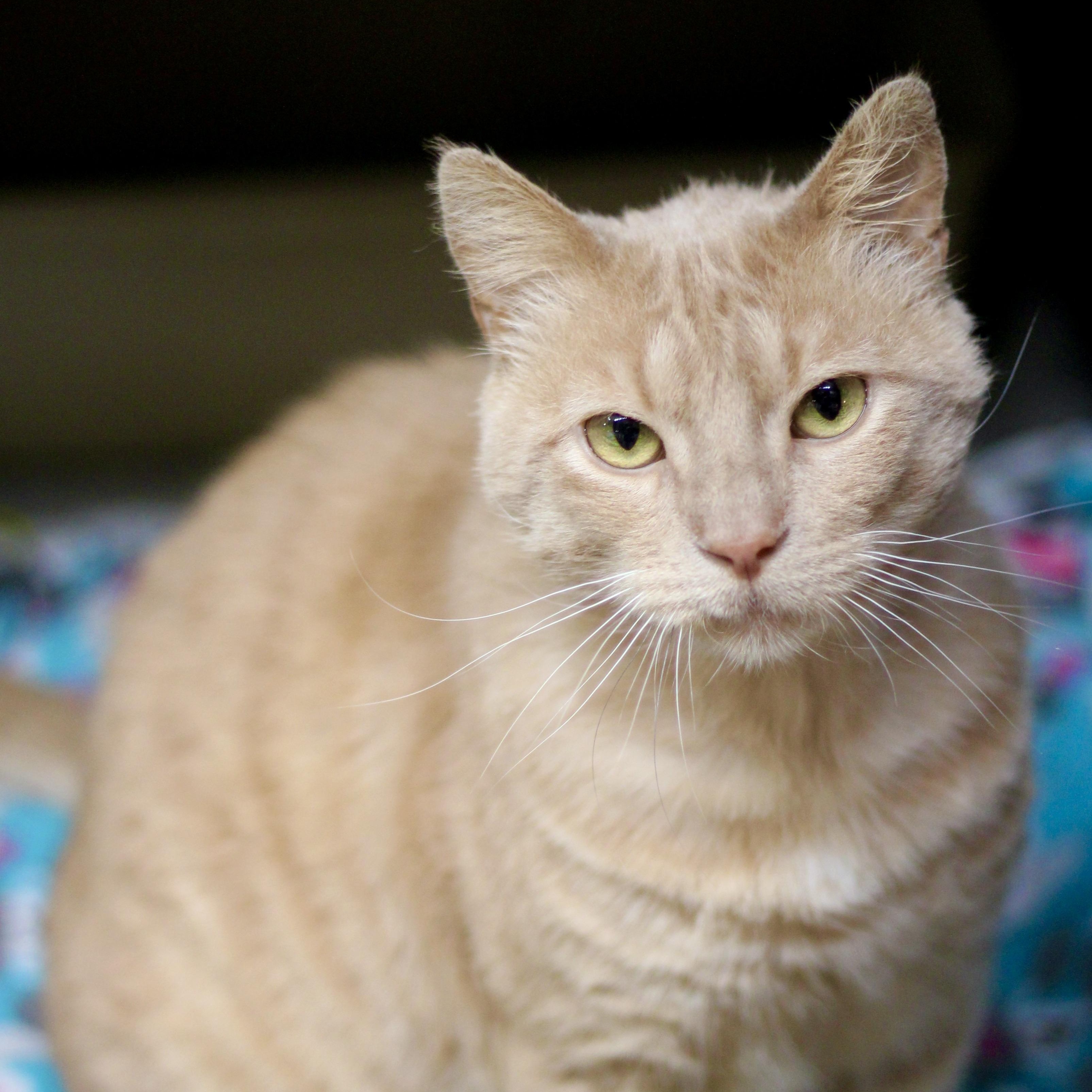 Roman, ADOPTABLE, Adult Male Domestic Short Hair.