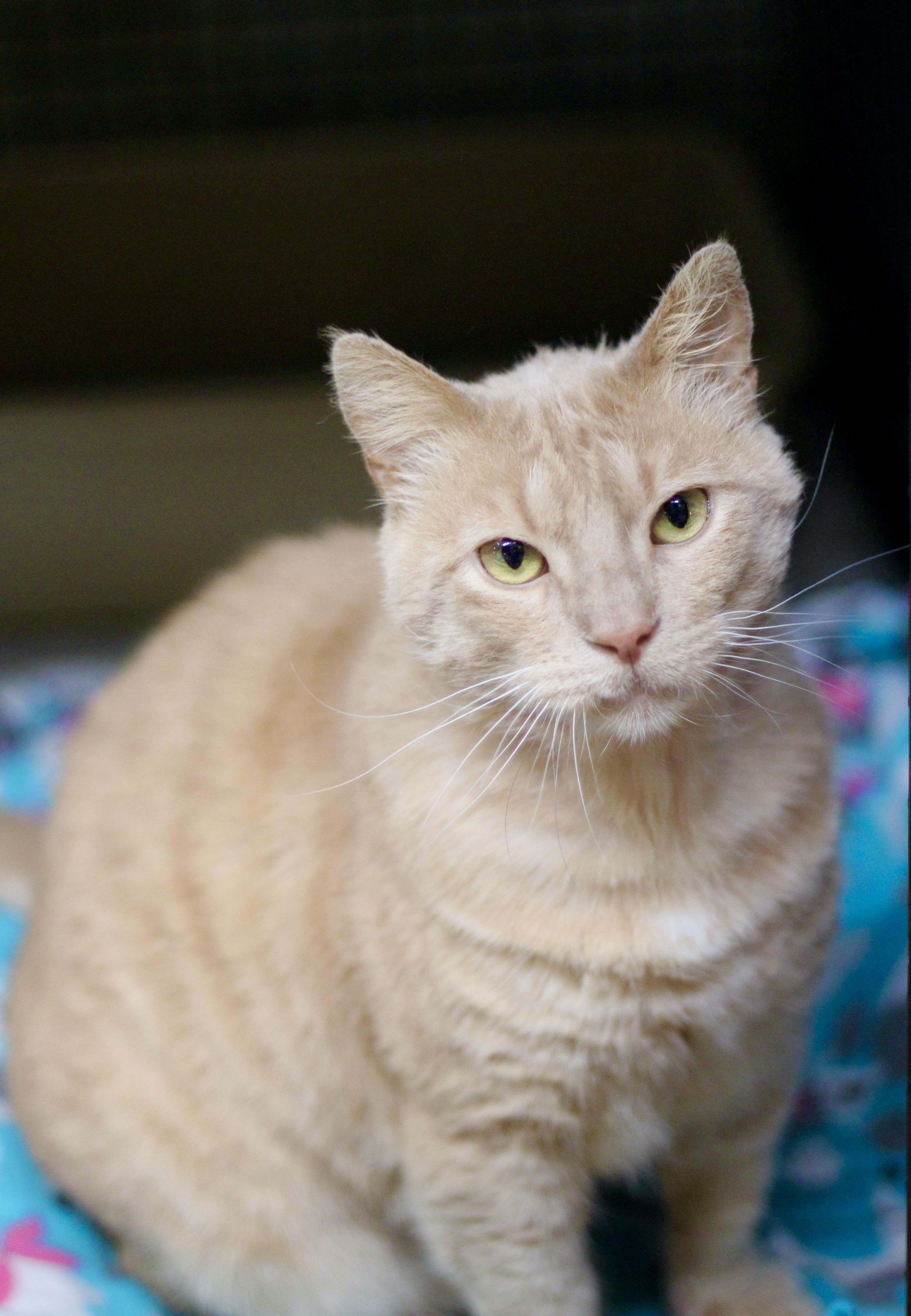 Enlarge Roman, a ADOPTABLE Domestic Short Hair in Avon, OH image 2/3
