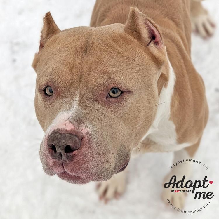 Enlarge Rose, a ADOPTABLE American Bully in Lyons, NY image 1/5