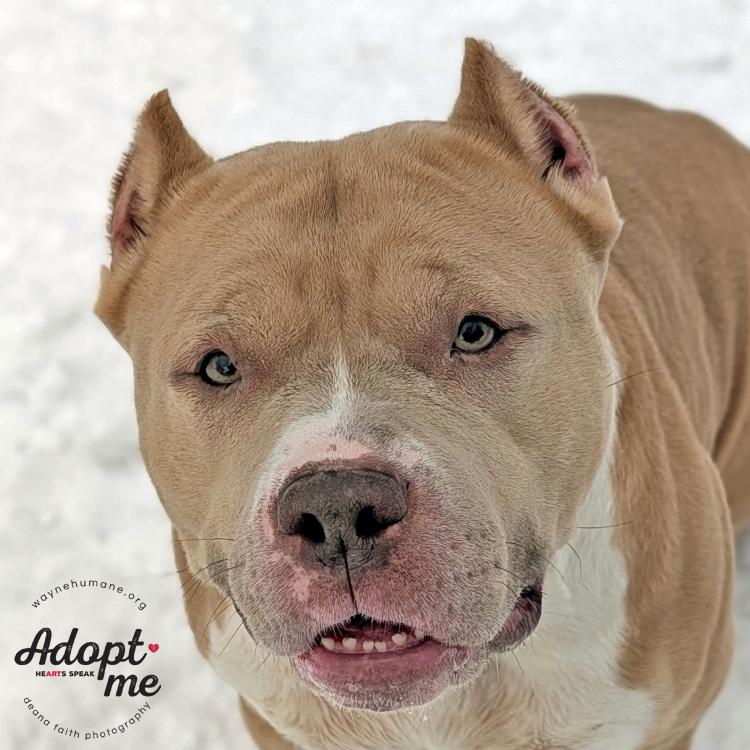 Enlarge Rose, a ADOPTABLE American Bully in Lyons, NY image 2/5