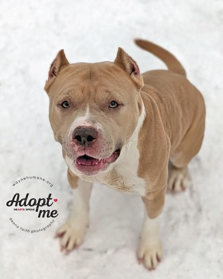 Enlarge Rose, a ADOPTABLE American Bully in Lyons, NY image 3/5