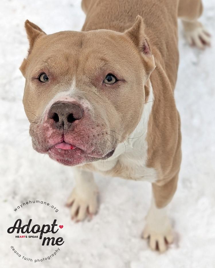 Enlarge Rose, a ADOPTABLE American Bully in Lyons, NY image 4/5