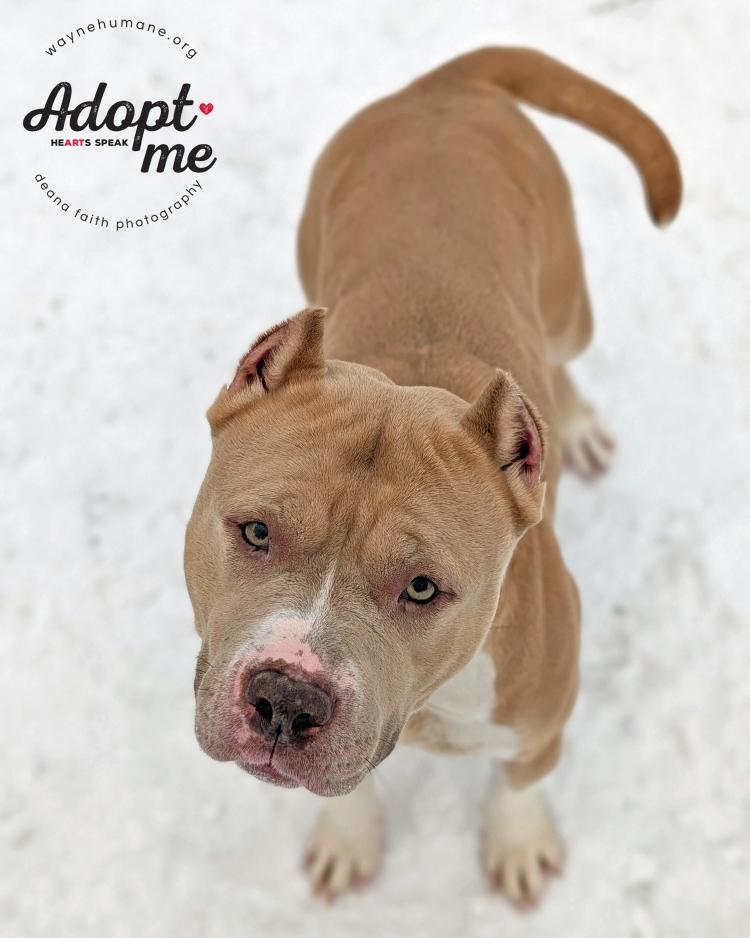 Enlarge Rose, a ADOPTABLE American Bully in Lyons, NY image 5/5