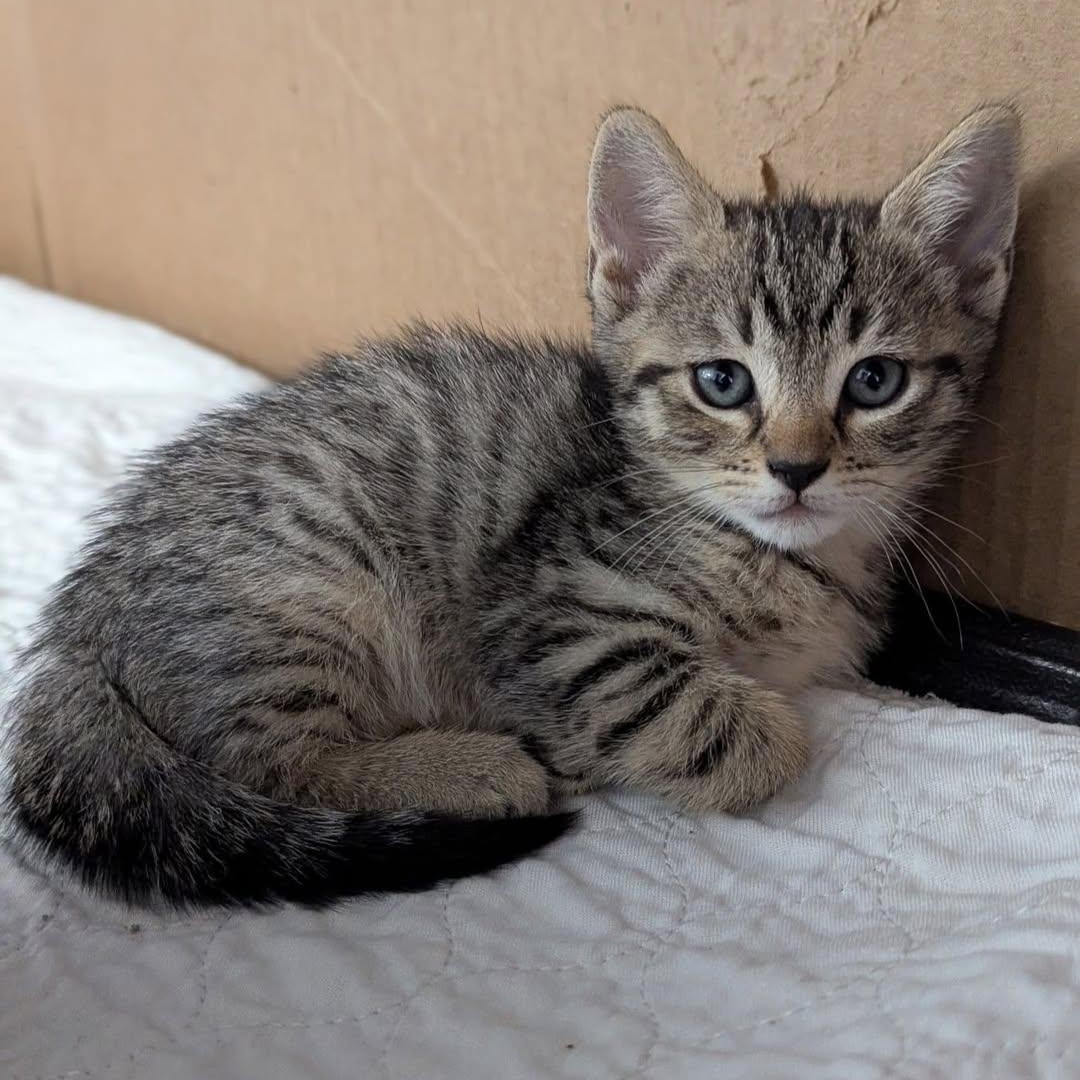 Enlarge Billie Joel, an adopted Domestic Short Hair in Freeport, NY image 1/1