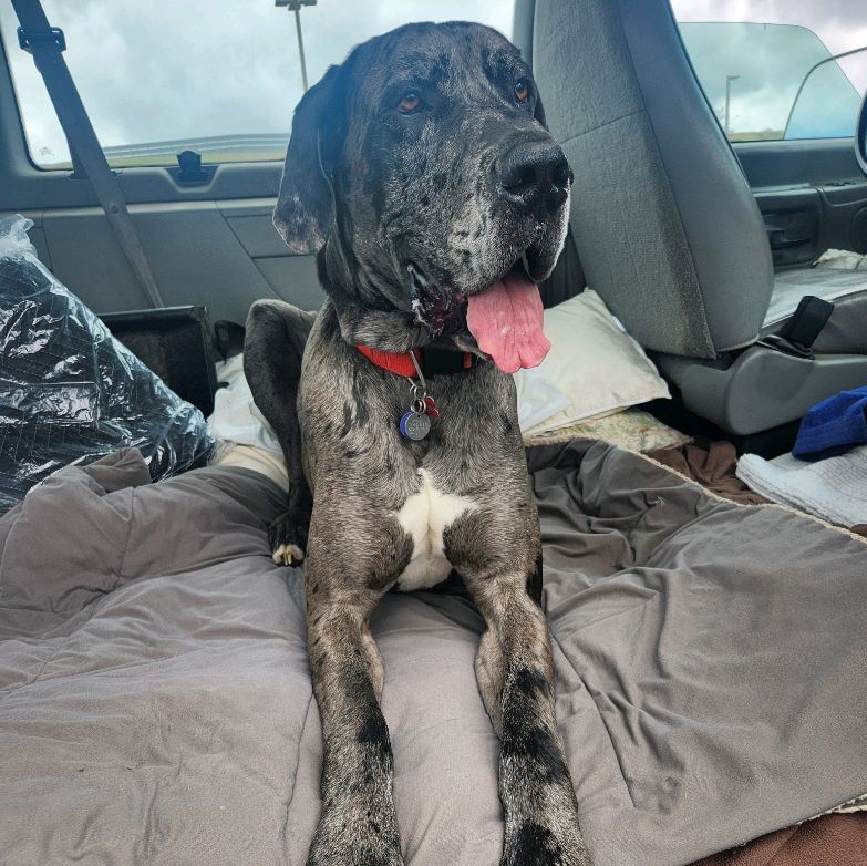 Tiny, a Adopted Great Dane in San Diego, CA image 1/6