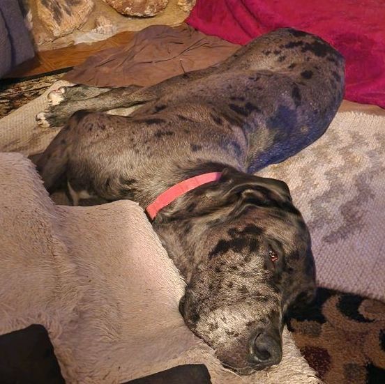 Tiny, a Adopted Great Dane in San Diego, CA image 2/6