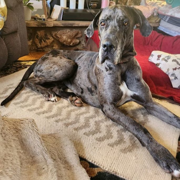 Tiny, a Adopted Great Dane in San Diego, CA image 4/6