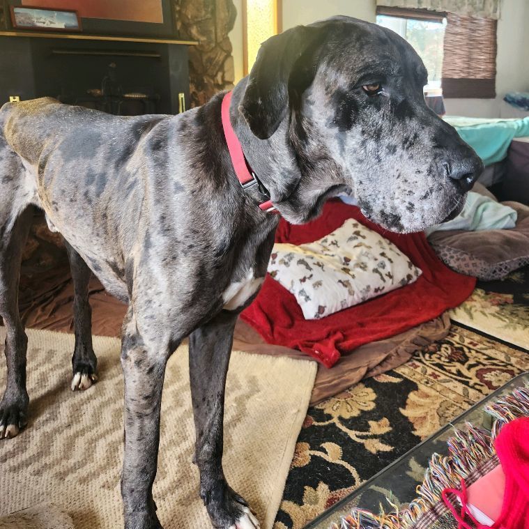 Tiny, Adopted, Young Male Great Dane.