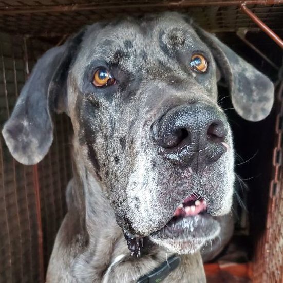 Tiny, a Adopted Great Dane in San Diego, CA image 6/6