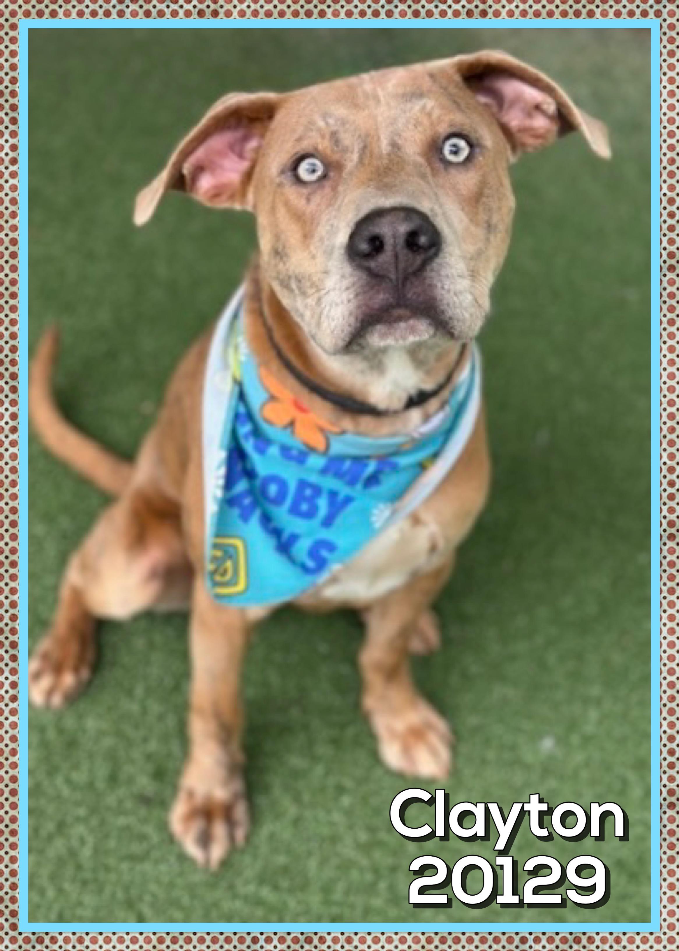 CLAYTON (also see ELSIE), ADOPTABLE, Young Male Retriever.