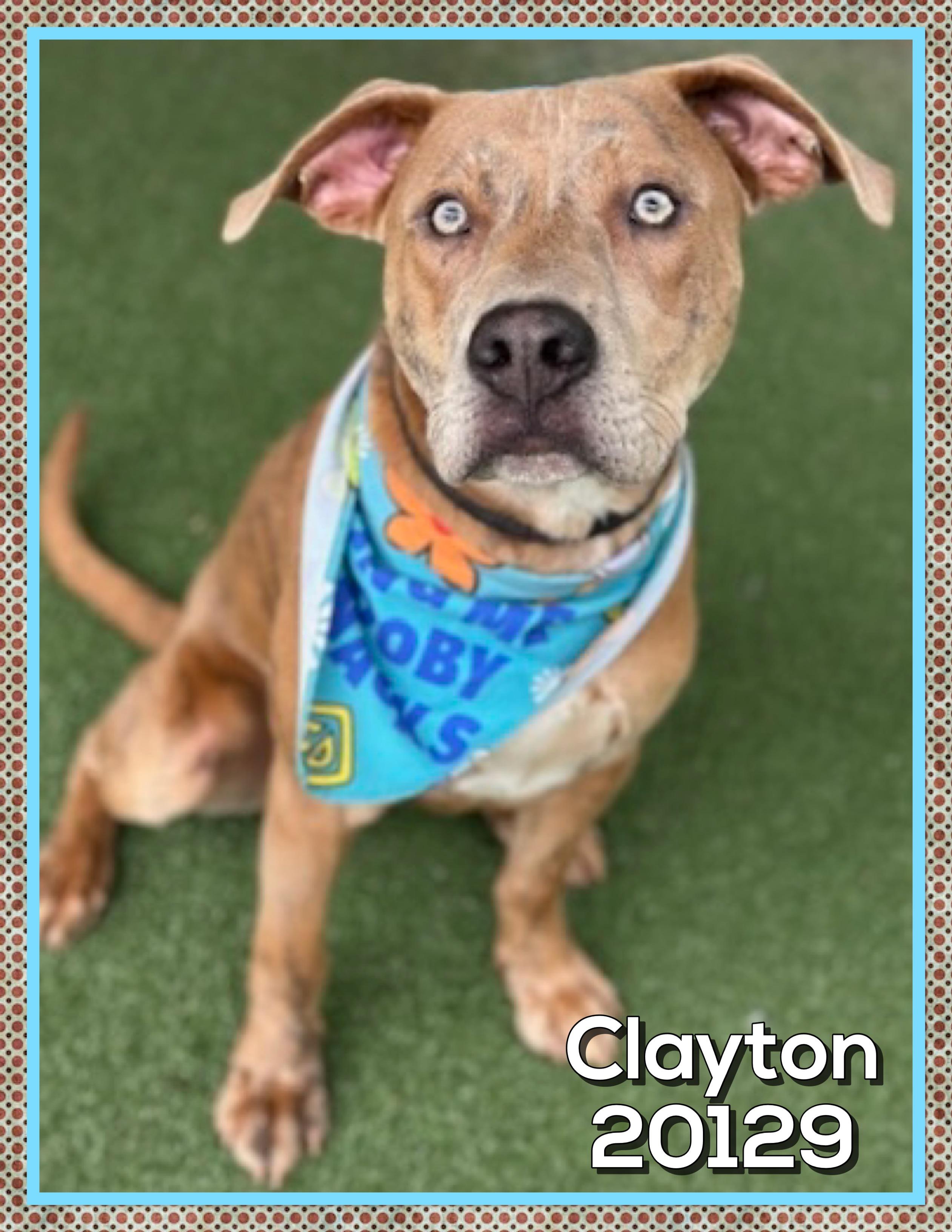 Enlarge CLAYTON (also see ELSIE), a ADOPTABLE mixed breed in Marietta, GA image 4/5
