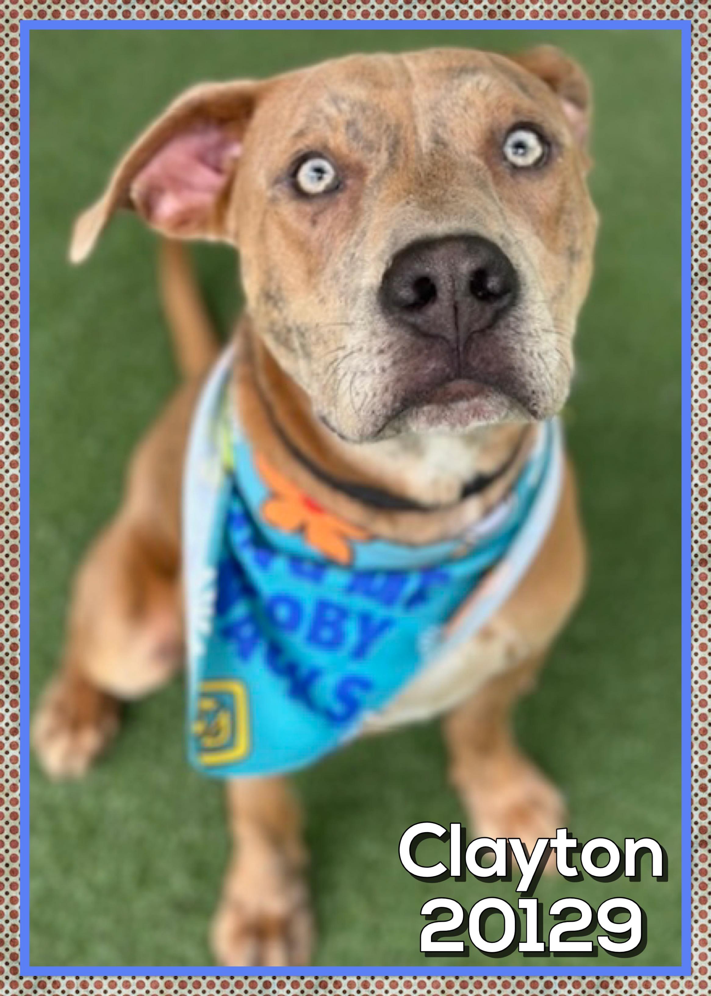 Enlarge CLAYTON (also see ELSIE), a ADOPTABLE mixed breed in Marietta, GA image 2/5