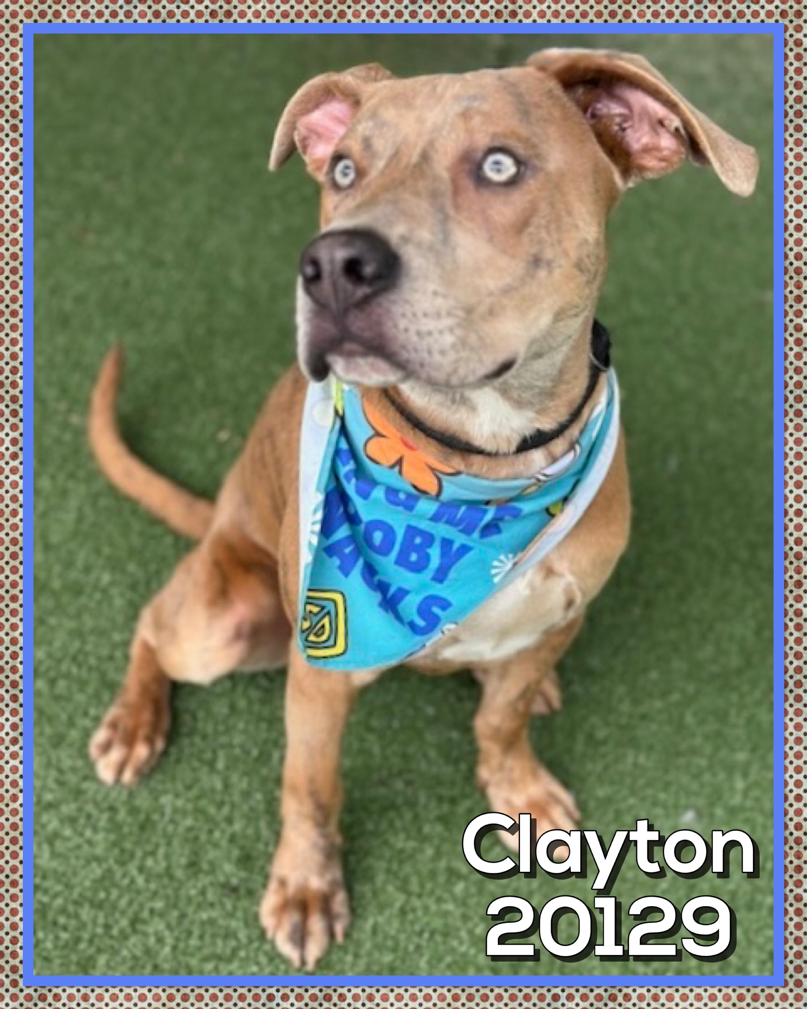 Enlarge CLAYTON (also see ELSIE), a ADOPTABLE mixed breed in Marietta, GA image 3/5