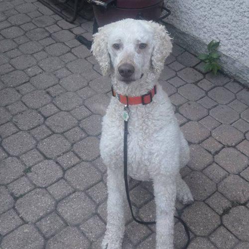 Dilbur, Adoptable, Adult Male Standard Poodle.