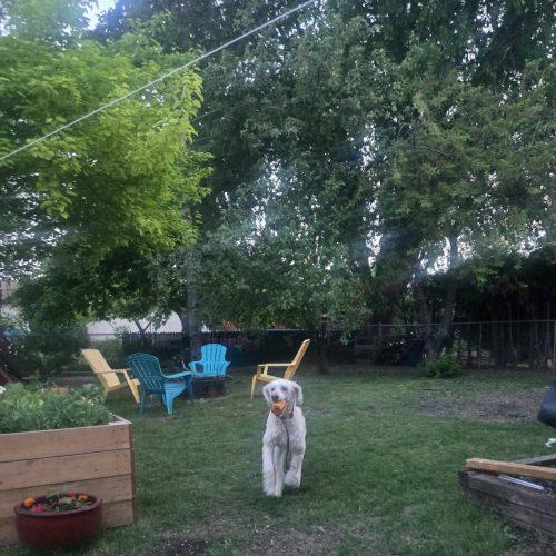 Enlarge Dilbur, a Adoptable Standard Poodle in Courtice, ON image 2/5