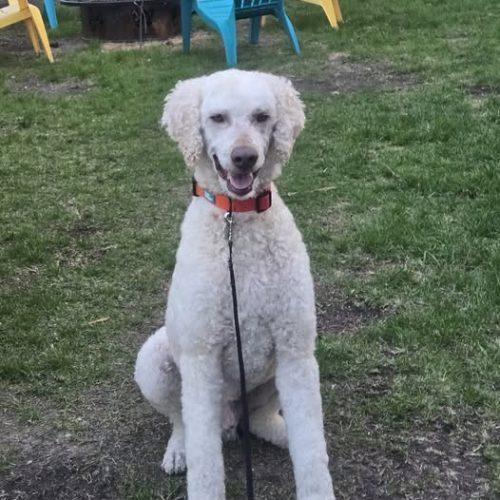 Enlarge Dilbur, a Adoptable Standard Poodle in Courtice, ON image 3/5