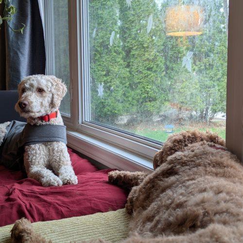 Enlarge Dilbur, a Adoptable Standard Poodle in Courtice, ON image 4/5