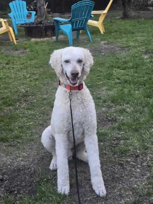 Enlarge Dilbur, a Adoptable Standard Poodle in Courtice, ON image 5/5