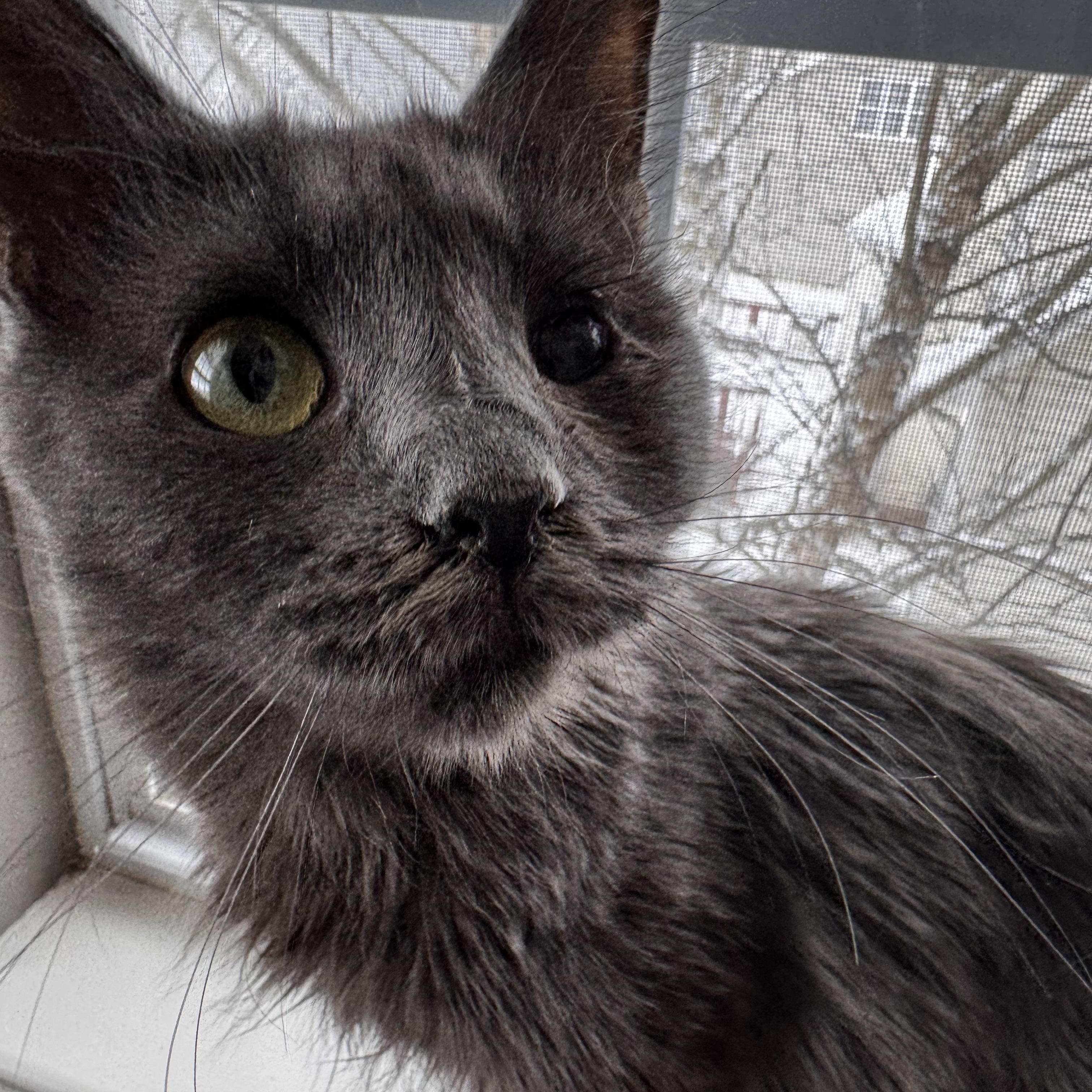 Enlarge Bo Peep, a Adoptable Domestic Long Hair in Greensboro, NC image 2/3