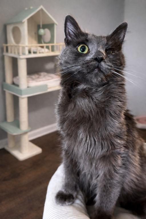 Bo Peep, Adoptable, Kitten Female Domestic Long Hair.