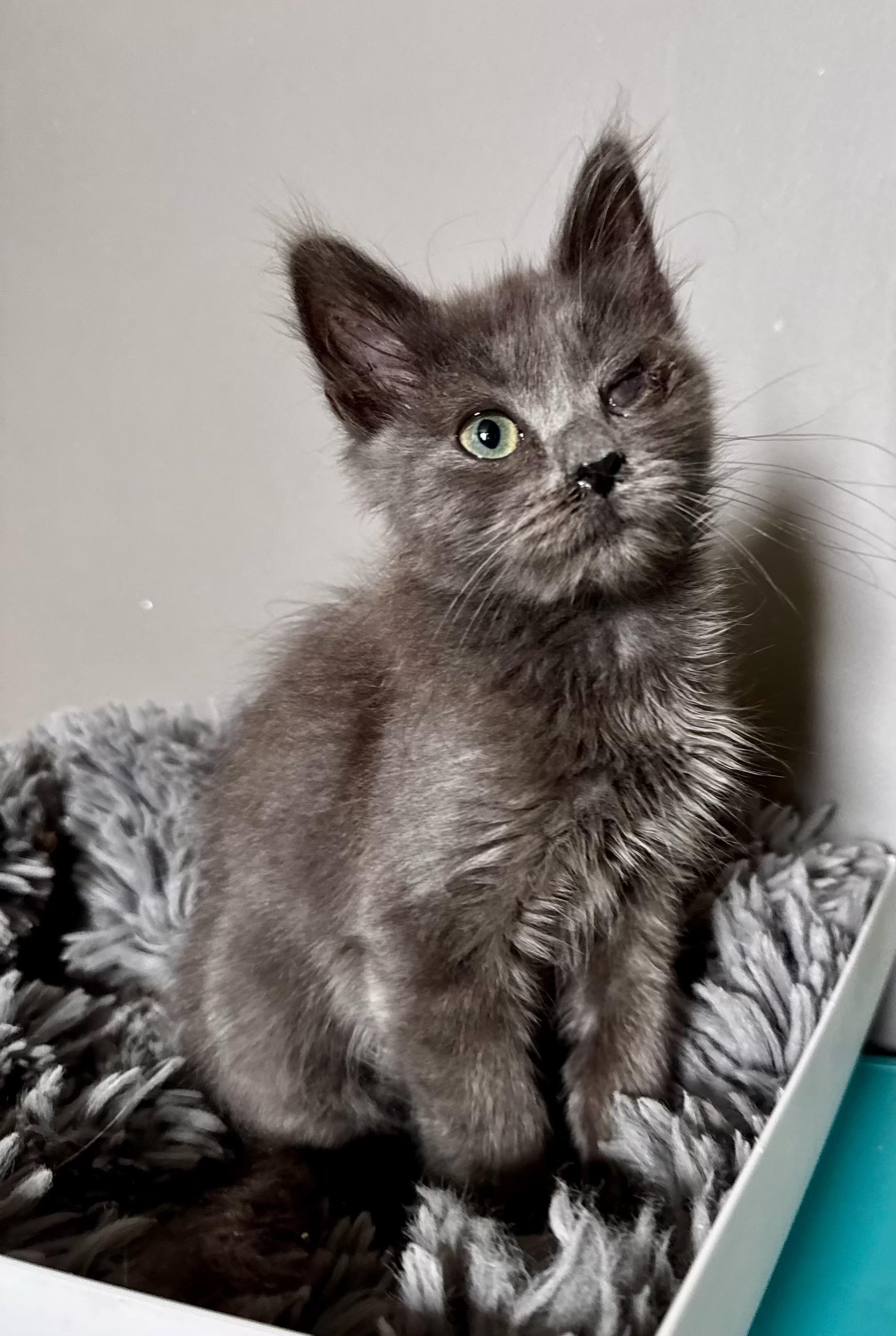 Enlarge Bo Peep, a Adoptable Domestic Long Hair in Greensboro, NC image 3/3