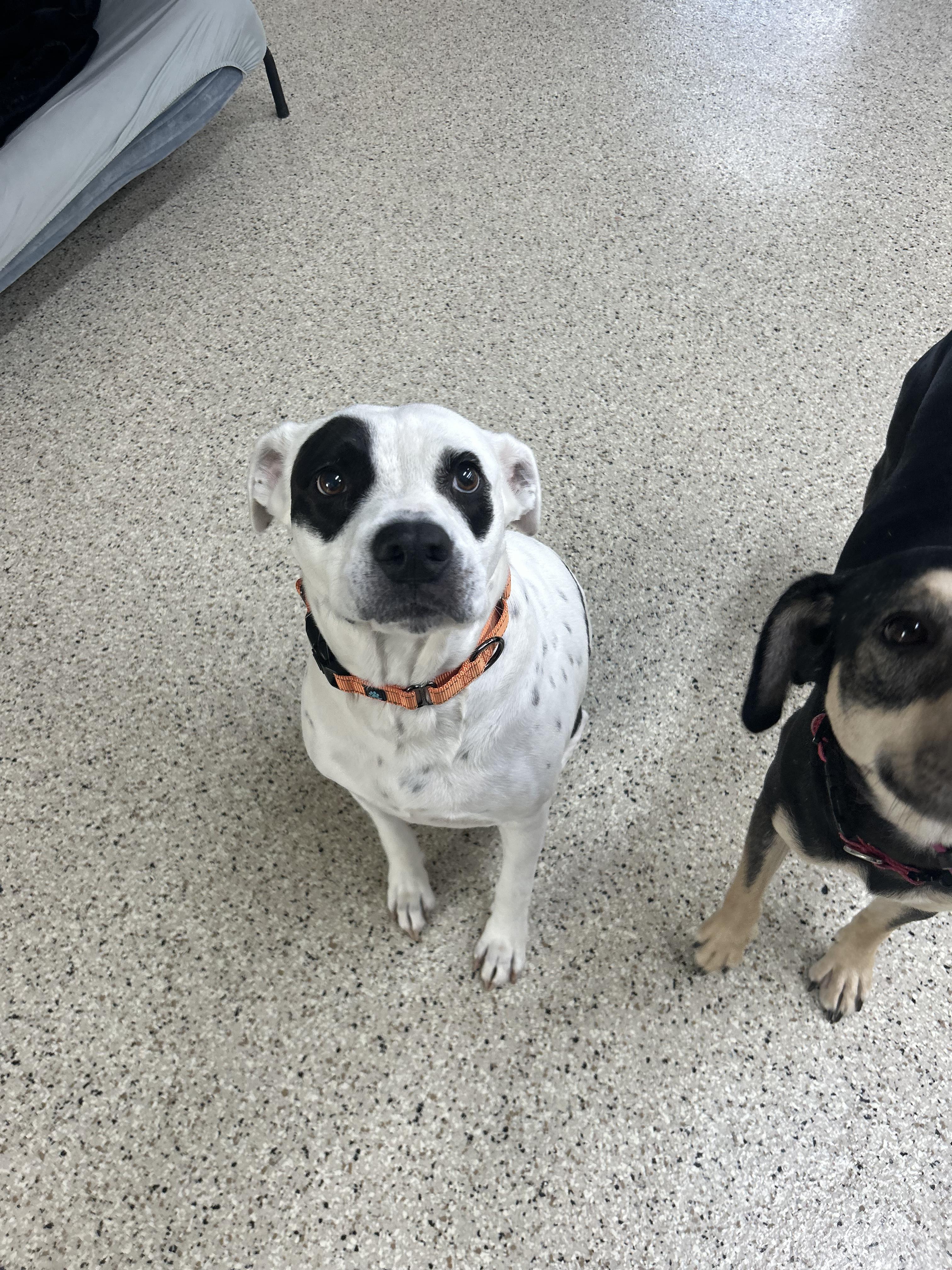 Enlarge DAPHNE, a Adopted mixed breed in Appleton, WI image 2/6