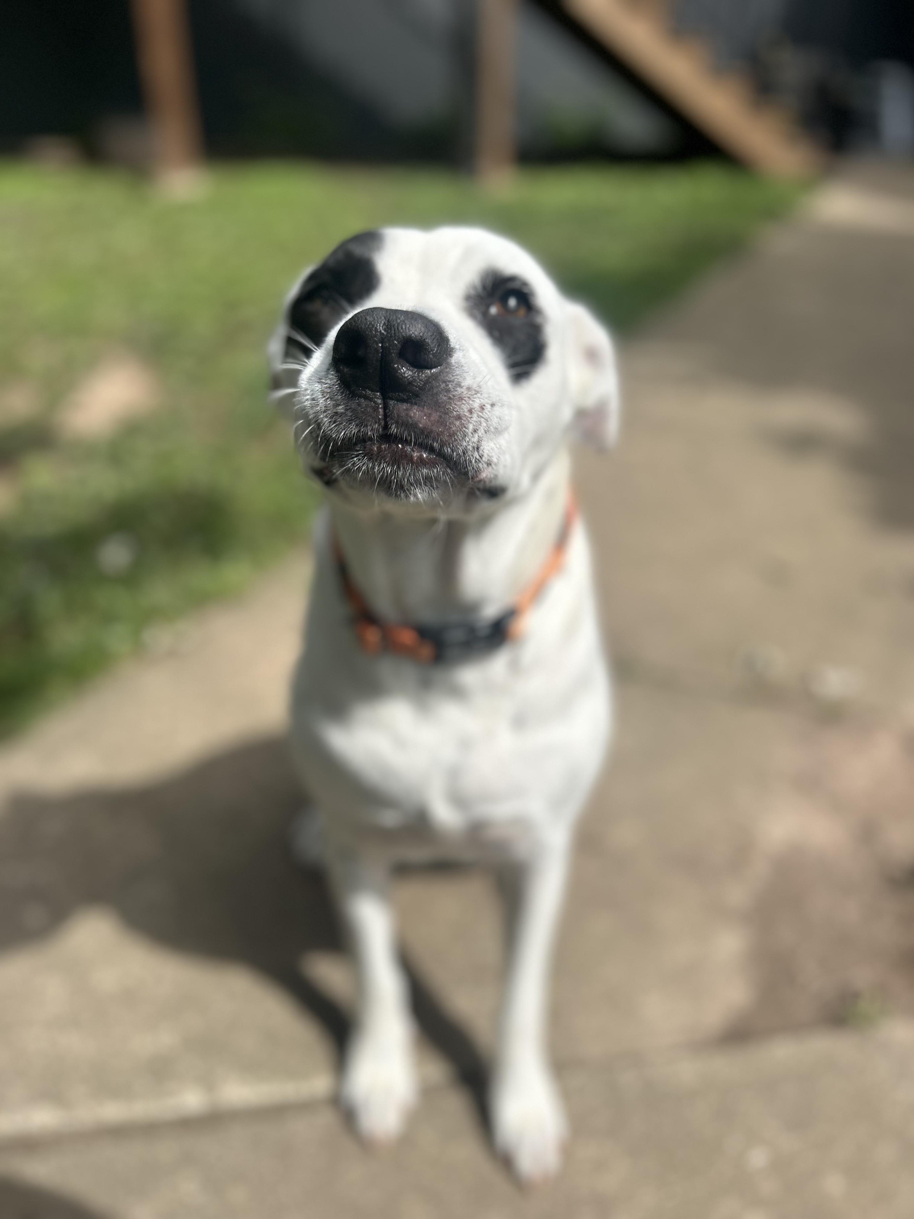 Enlarge DAPHNE, a Adopted mixed breed in Appleton, WI image 3/6