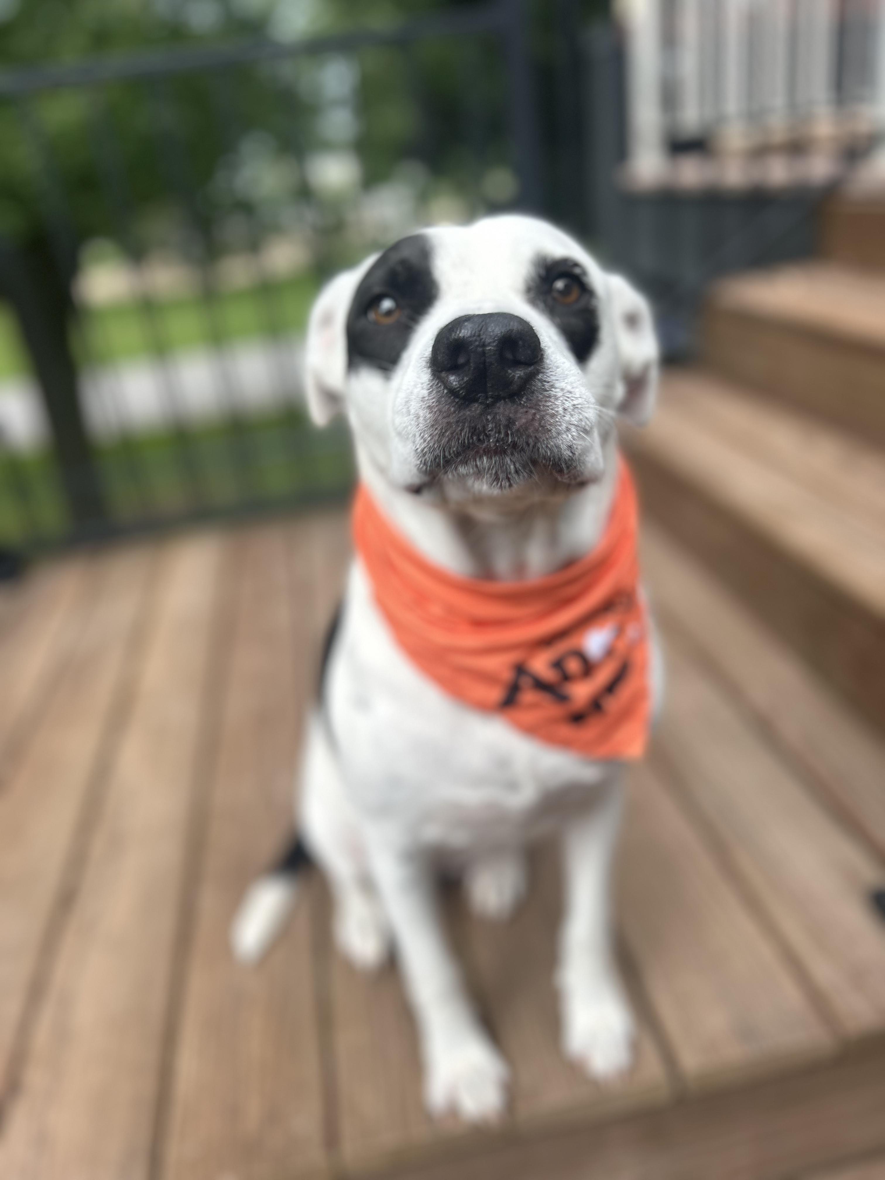 Enlarge DAPHNE, a Adopted mixed breed in Appleton, WI image 1/6