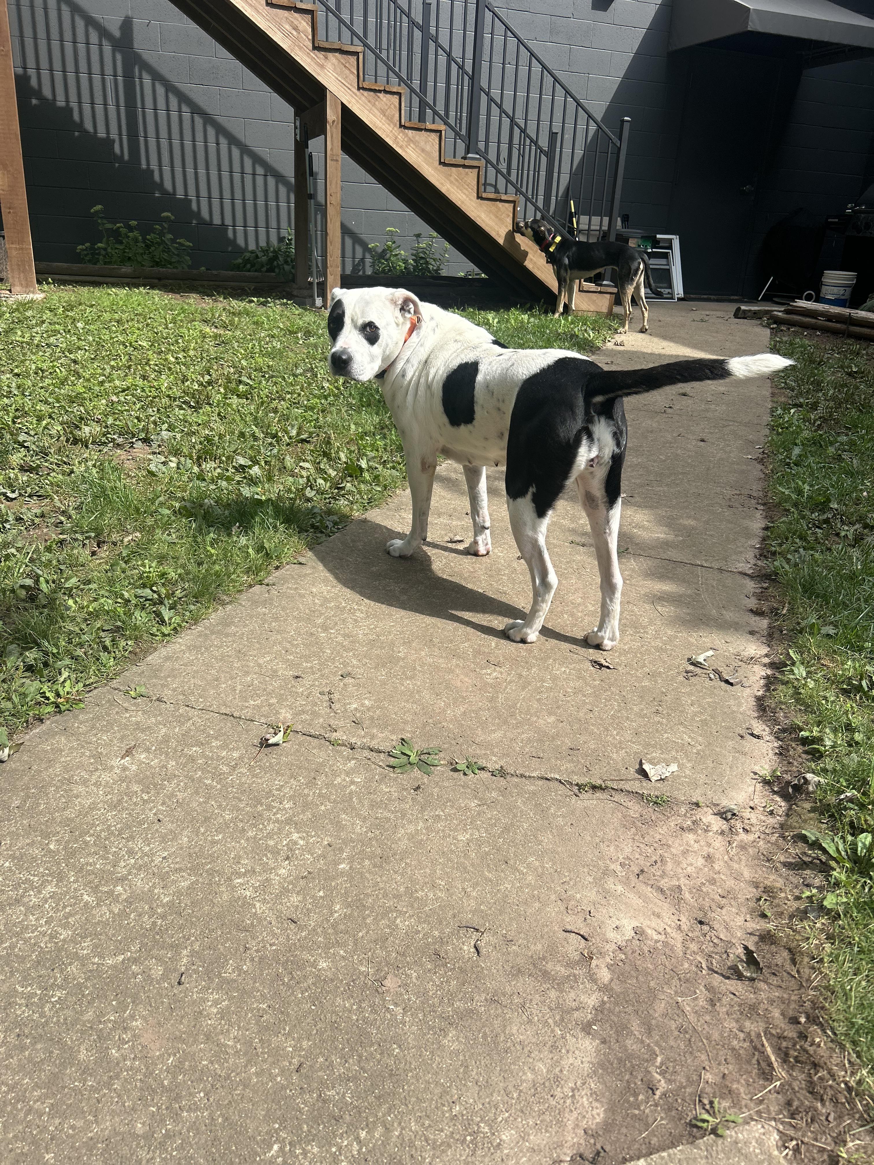 Enlarge DAPHNE, a Adopted mixed breed in Appleton, WI image 4/6