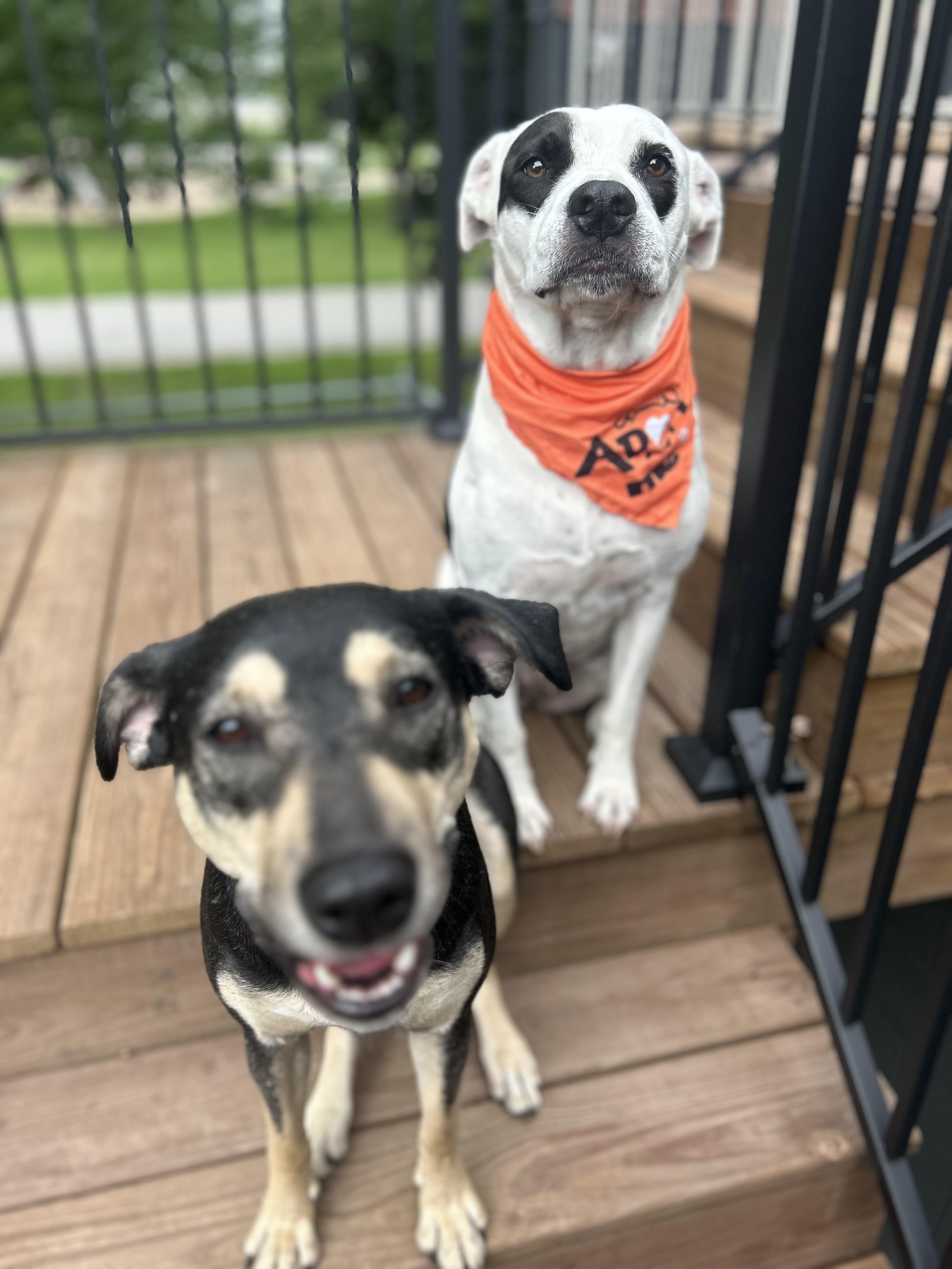 Enlarge DAPHNE, a Adopted mixed breed in Appleton, WI image 5/6