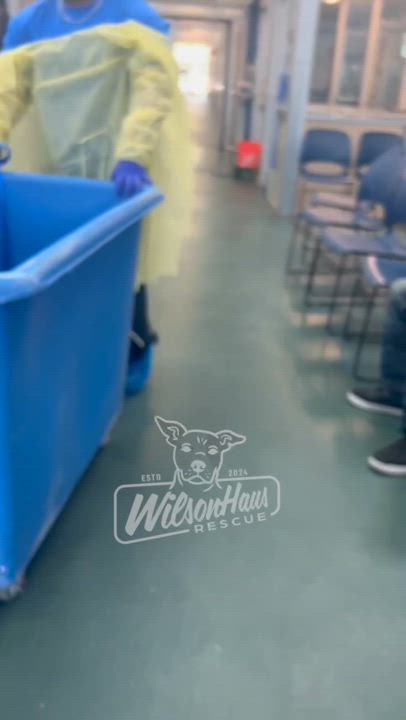 Enlarge DAPHNE, a Adopted mixed breed in Appleton, WI video 6/6